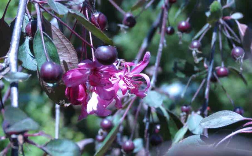 Crabapple Tree Flower and Fruit