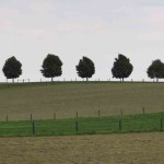Estate Trees - Maple Tree Landscape