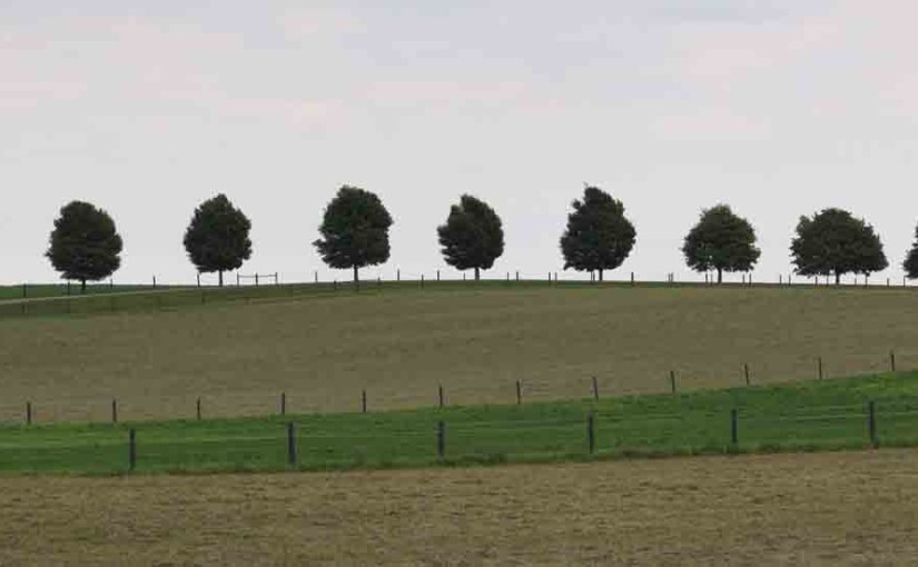 Maple Trees Landscape