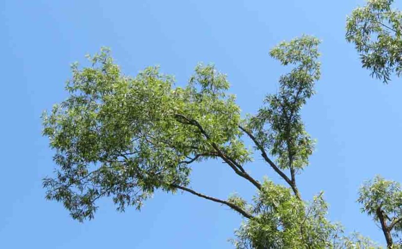 Willow Tree Image