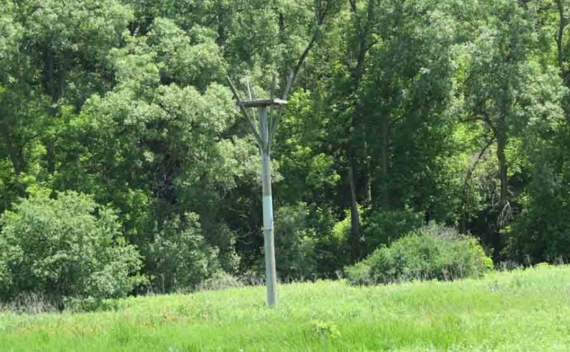 Wooden Osprey Nesting Platform