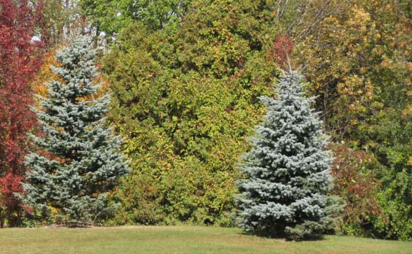 2 Blue Spruce Trees