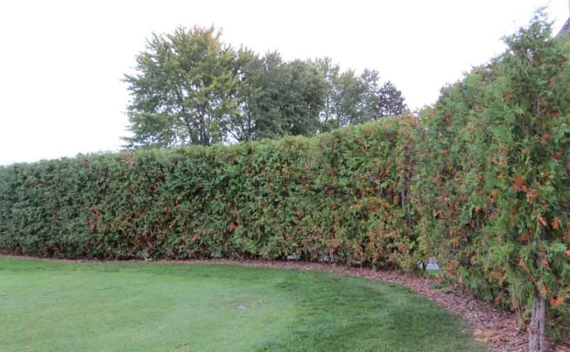 8ft Cedar Privacy Hedge