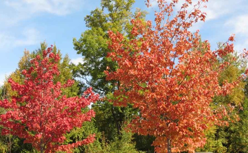Fall Photo of Maple Trees