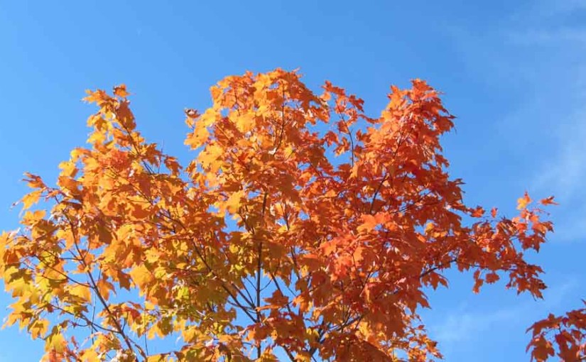 Maple Tree Colors