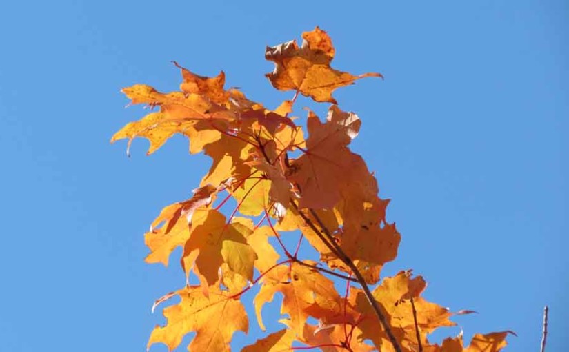 Orange Maple Tree Leaves
