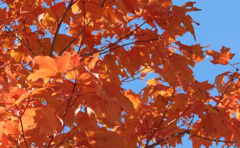 Maple Leaves in Orange