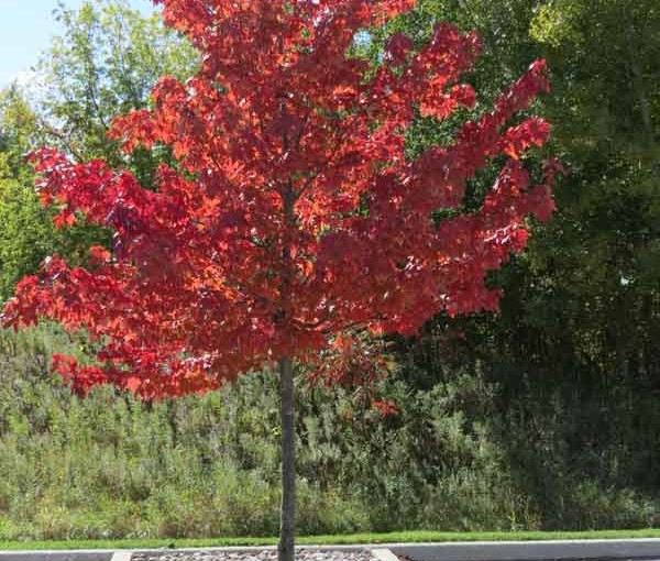 Maple Tree Red Type