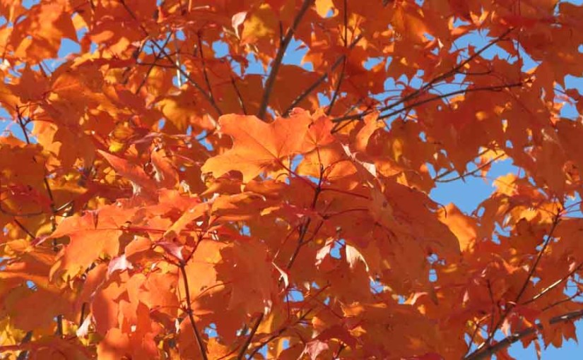 Maple Tree Leaves