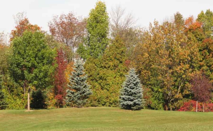 Tree Landscape Golf Course