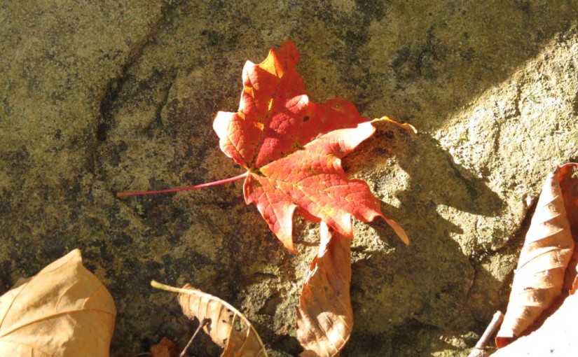 One Maple Leaf