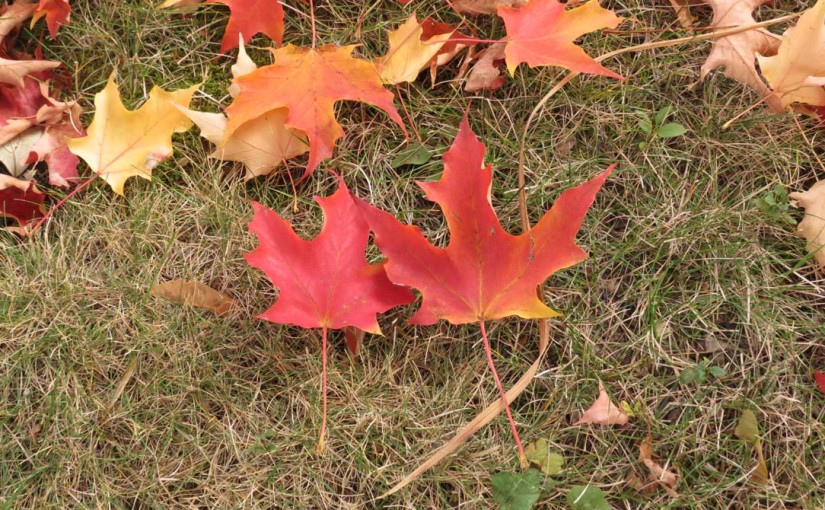 2 Red Maple Leafs