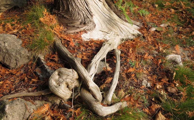 Cedar Tree Roots