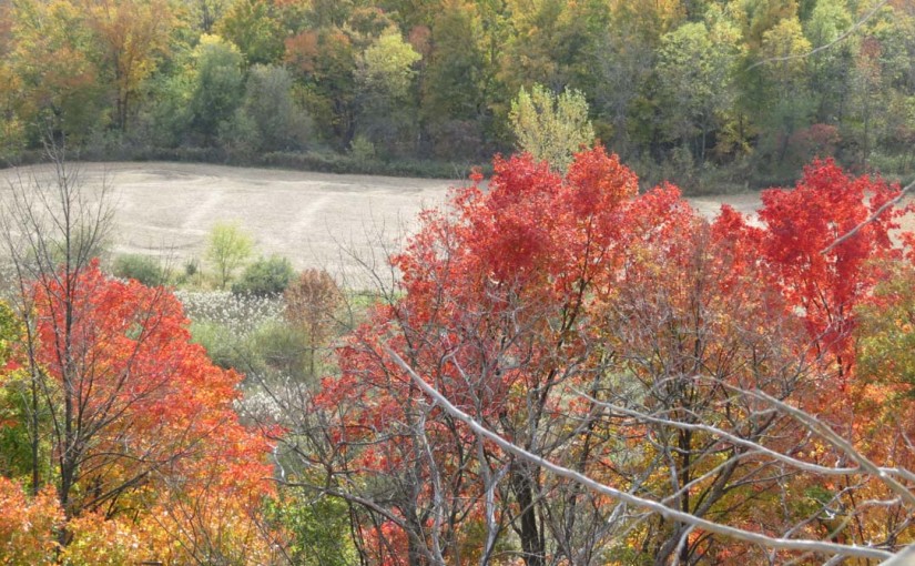 Fall Pictures, Trees on the Escarpment