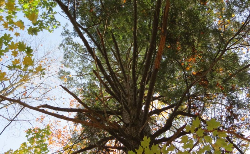 Hemlock Tree, Eastern Type