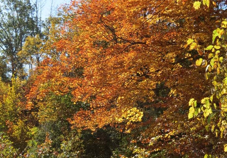Maple Tree Color