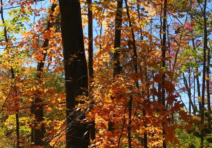 Maple Forest in the Fall