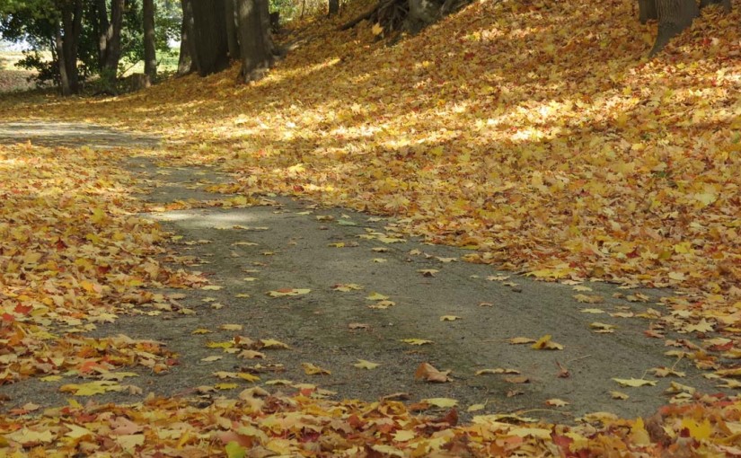 Maple Leaf Path