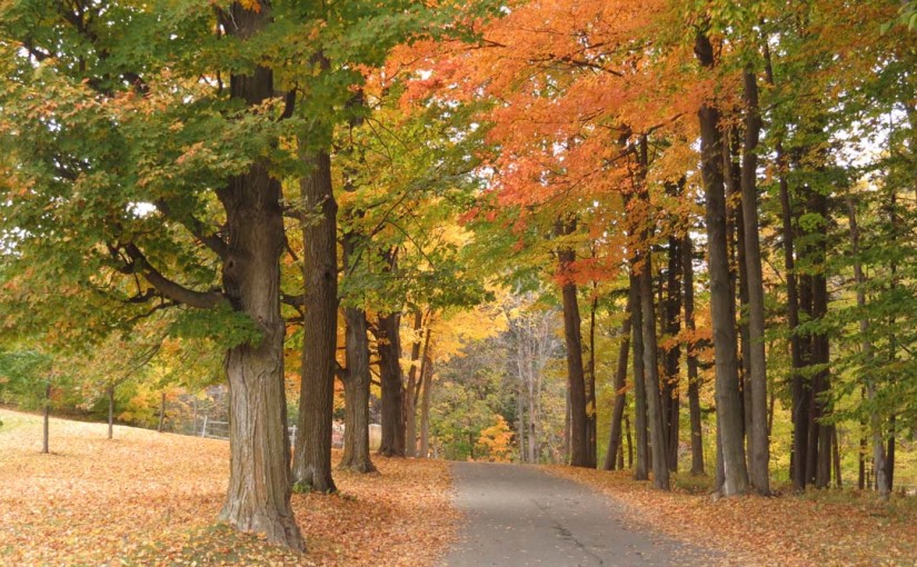 Maple Tree Driveway