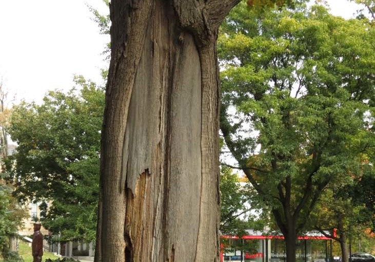 Oak Tree Old