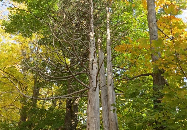 Old Cedar Trees