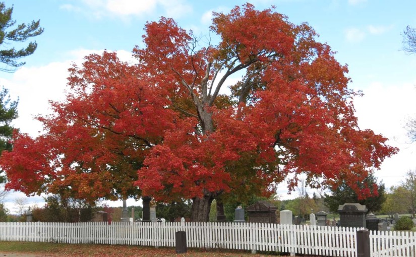Large mature Red Maple Tree