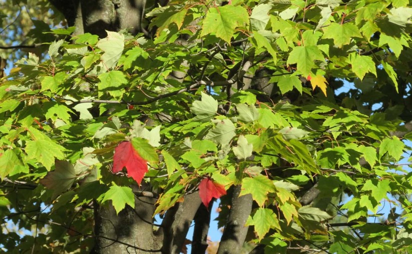 Red Maple Tree Leaves