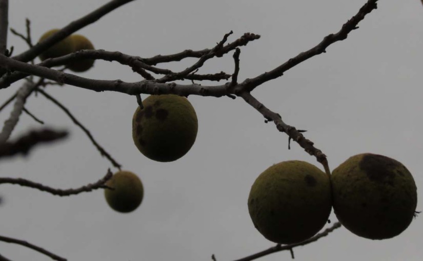 Tree Black Walnuts