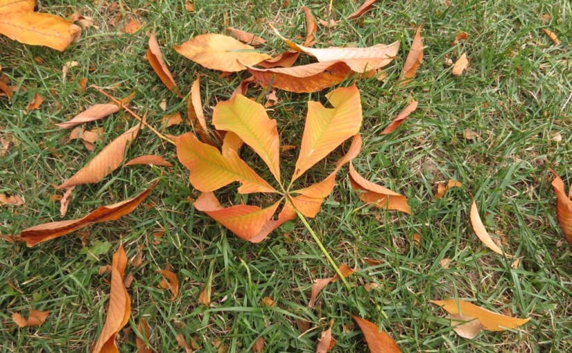 Tree Chestnut Leaves