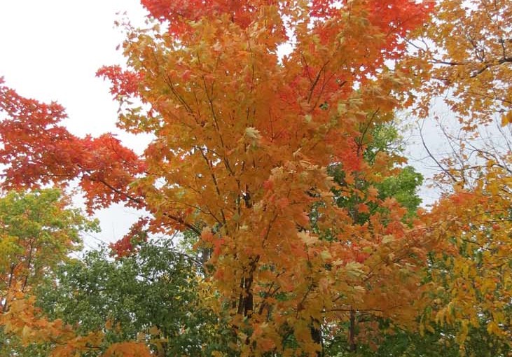 Tree Maple Colors