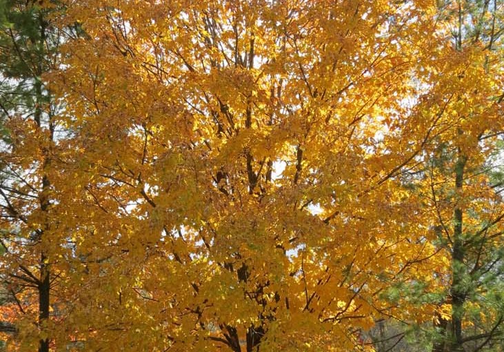 Yellow Autumn Maple