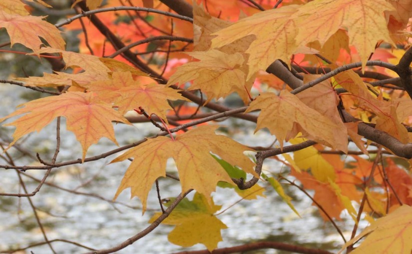 Tree Maple Leaf