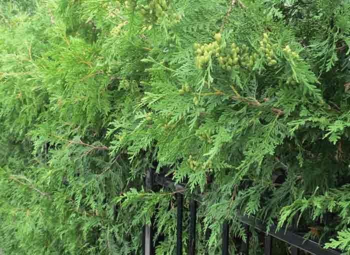 Cedar Tree Hedge