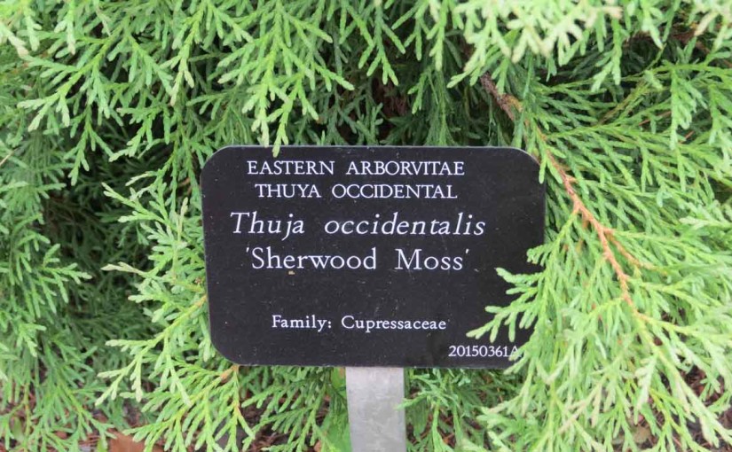Eastern Arborvitae ‘Sherwood Moss’