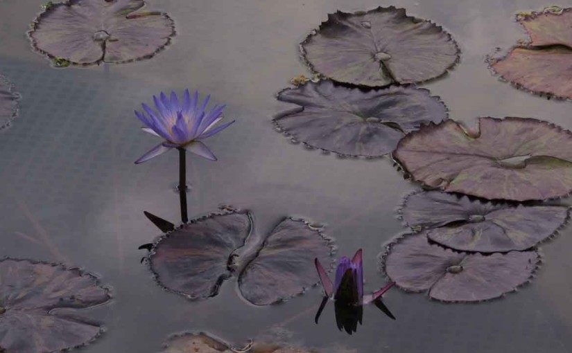 Landscape Design Water Lilies