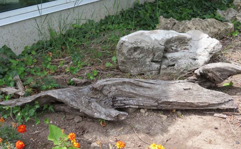 Landscaping Ideas Driftwood – Tree Pictures BLog