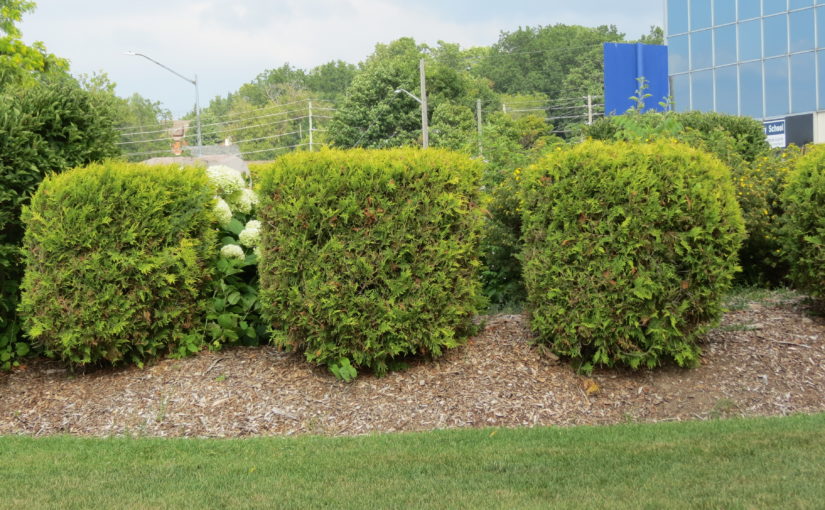 Trimmed Cedar Trees