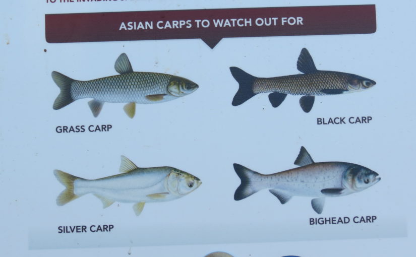 Asian Carp Chart