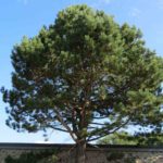 Photo of an Austrian Pine Tree