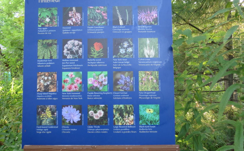 Forest Flowers Chart
