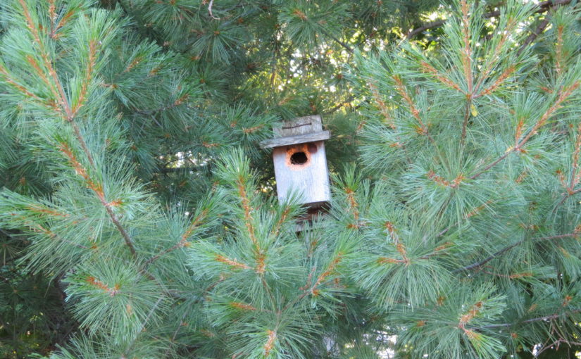 White Pine Tree Birdhouse