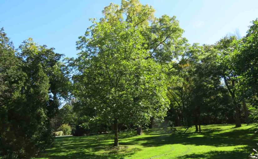 Hickory Tree Holden’s Shagbark
