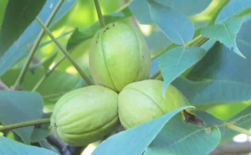 Hickory Tree Nut Shagbark Type