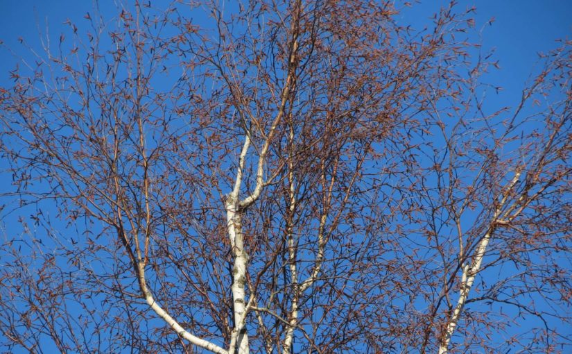 Birch Trees Photos