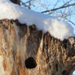 Birds Home in Maple Tree Photo