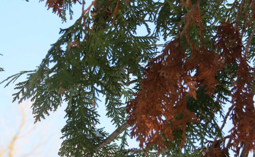 Evergreen Cedar tree's leaves living and dead