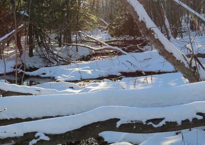 Forest Creek in Snowy Season