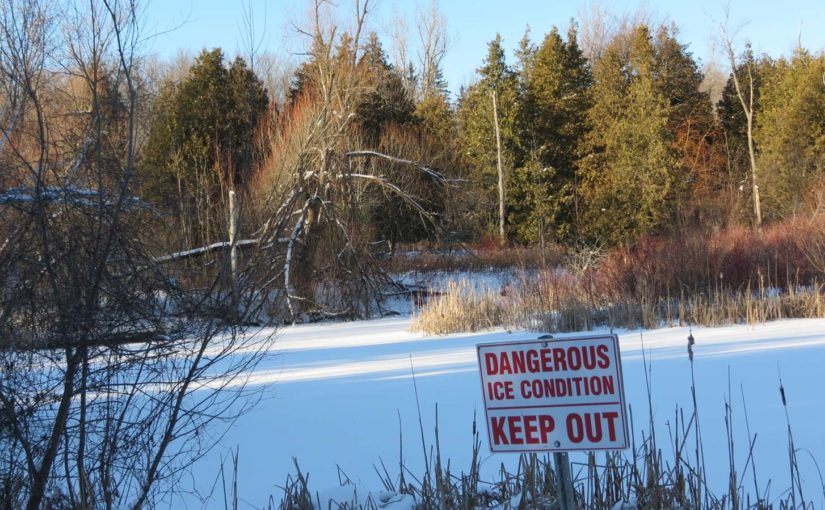 Forest Pond Dangers