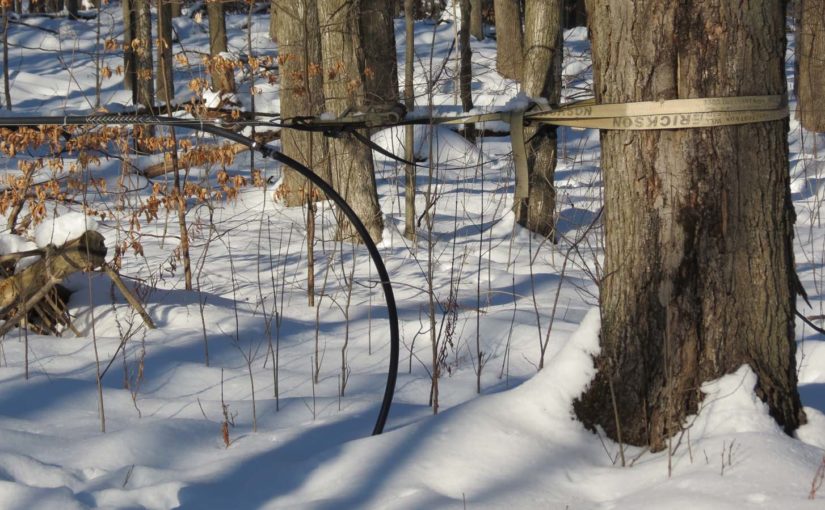 When is Maple Sap Collected?