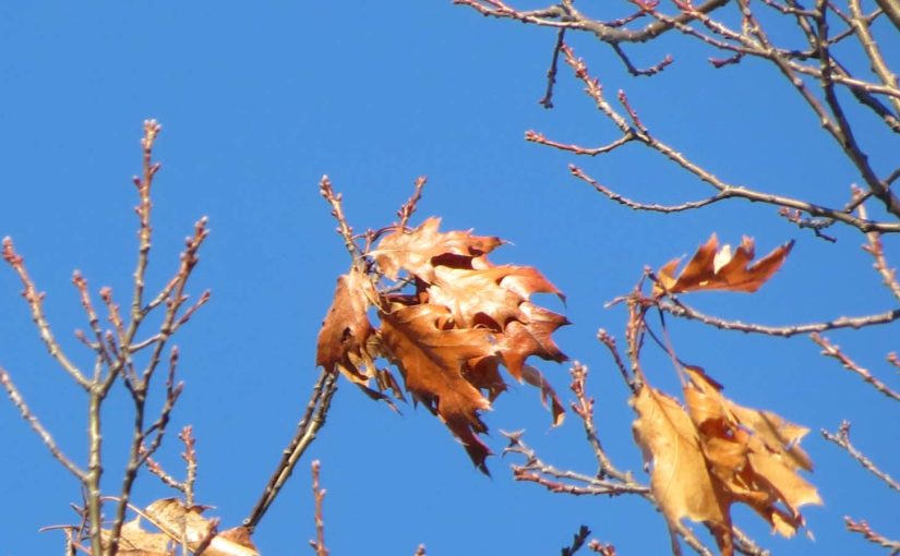 Oak Tree in Winter